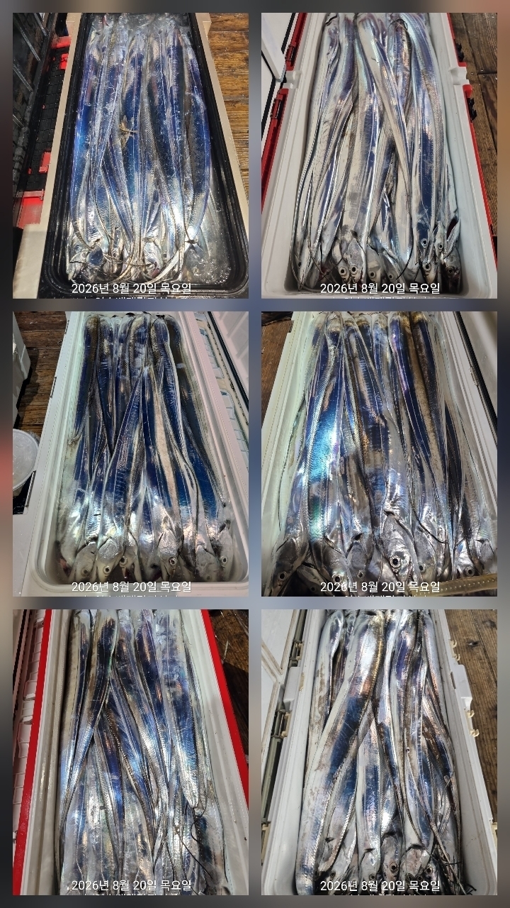 9월 9일 여수 갈치 선상낚시 조황 현장 사진 9