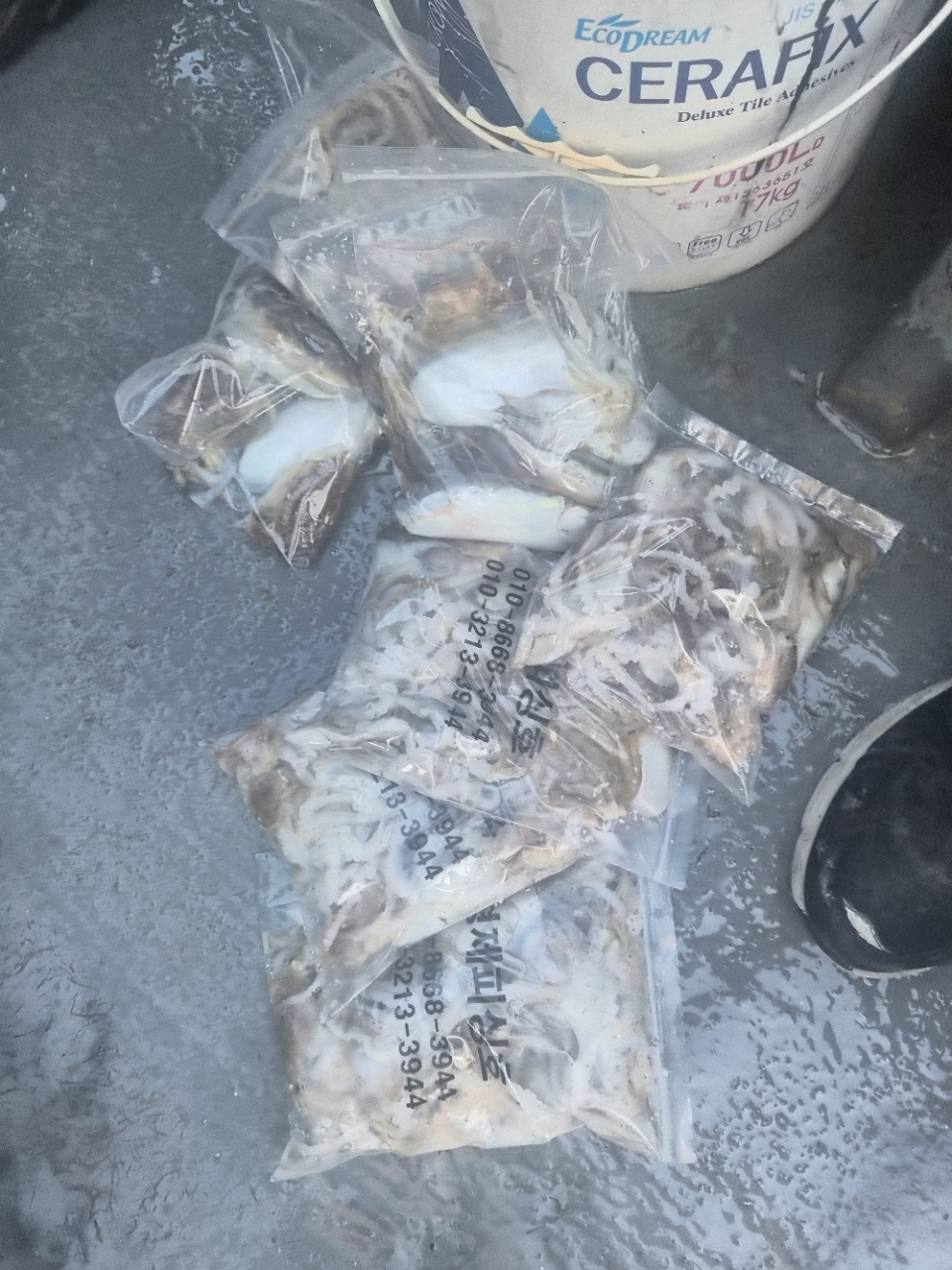 9월 8일 갑오징어 선상낚시 조황 현장 사진 10