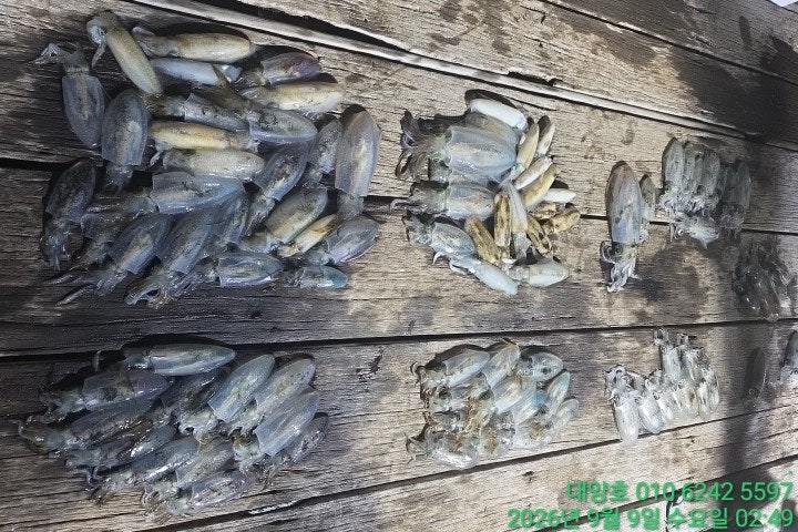 ����ڰ� �ø� �̹���