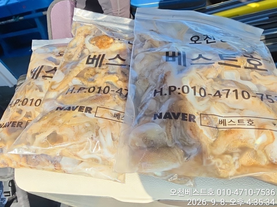 9월 8일 갑오징어 선상낚시 조황 현장 사진 7