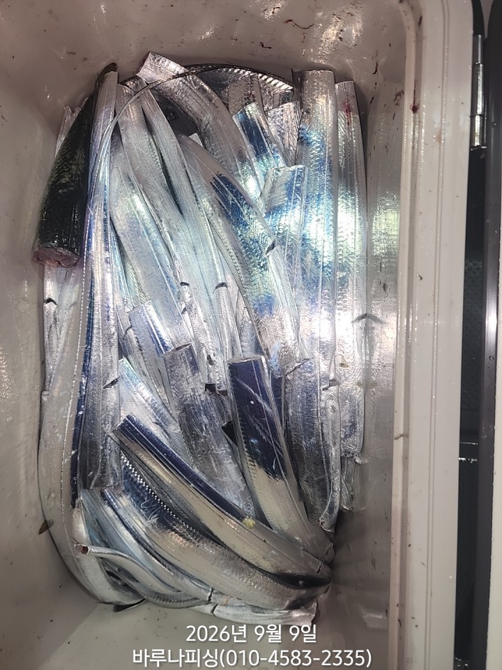 9월 8일 갈치 선상낚시 조황 현장 사진 3