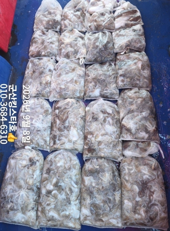 9월 8일 군산 주꾸미 선상낚시 조황 현장 사진 3