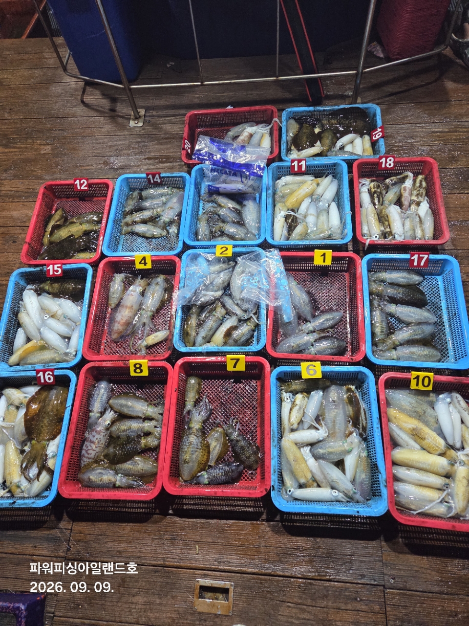 10월 9일 통영 무늬오징어 선상낚시 조황 현장 사진 2