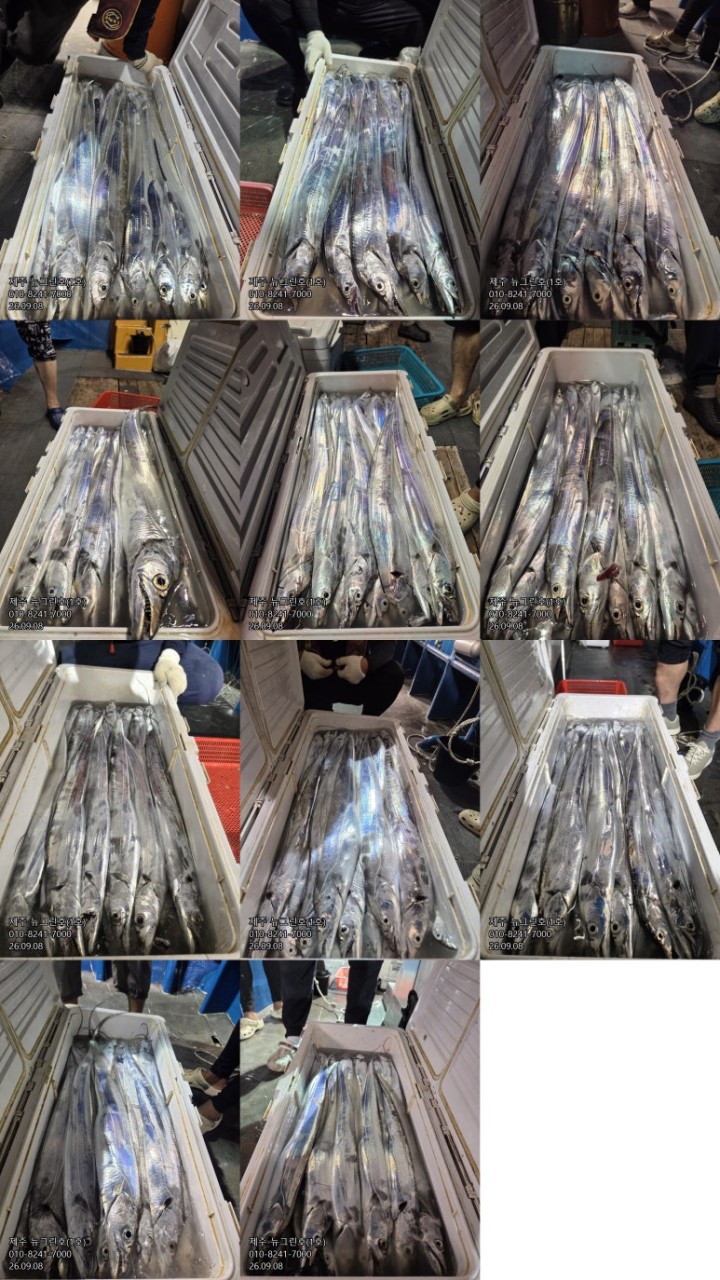 9월 8일 제주 갈치 선상낚시 조황 현장 사진 1