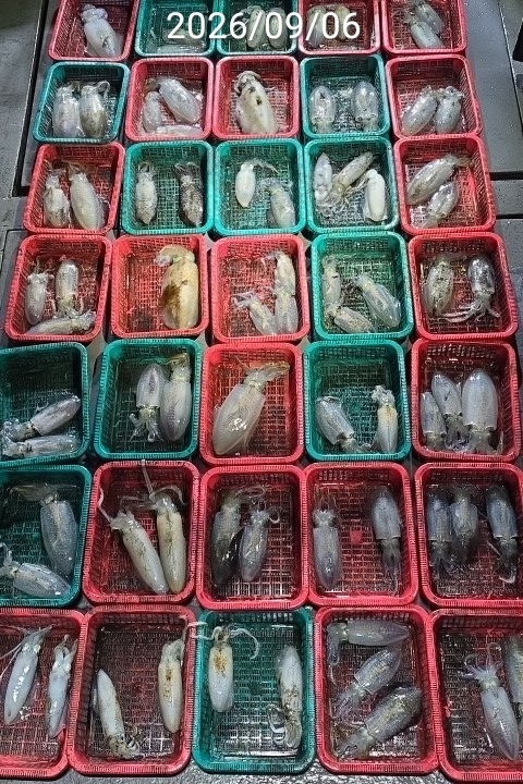 9월 9일 진해 무늬오징어 선상낚시 조황 현장 사진 5