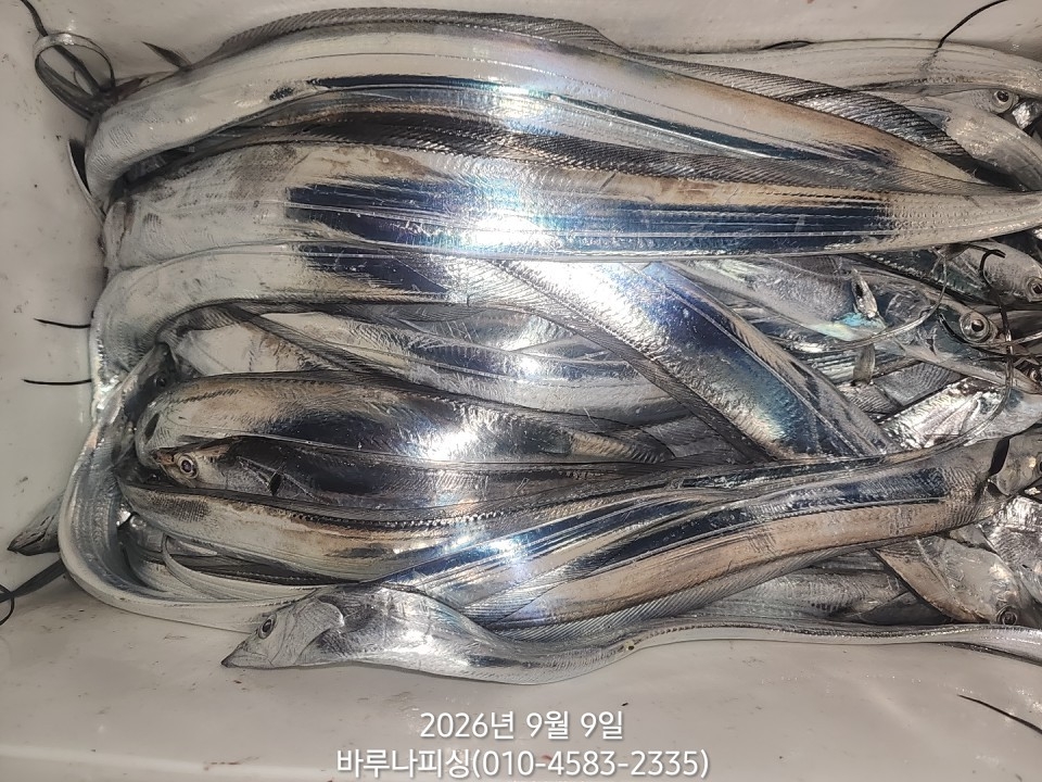 9월 8일 갈치 선상낚시 조황 현장 사진 8