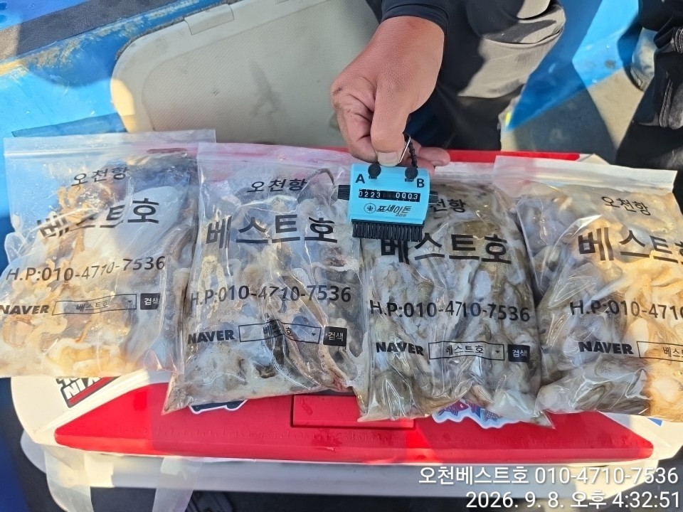 9월 8일 갑오징어 선상낚시 조황 현장 사진 2