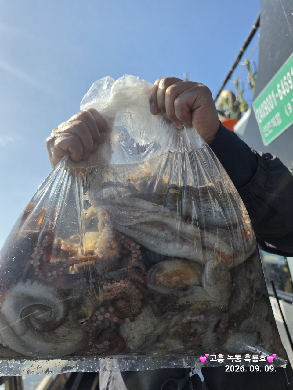 9월 9일 문어 선상낚시 조황 현장 사진 5