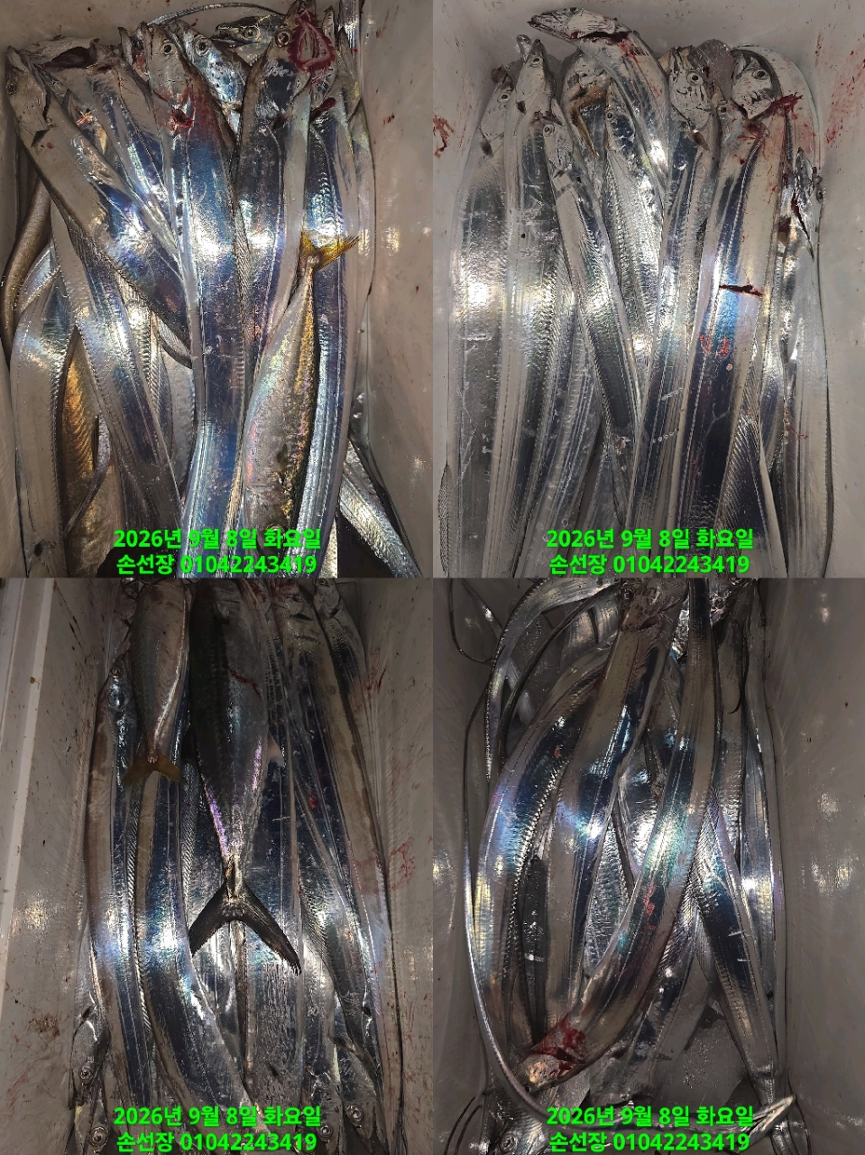 9월 9일 마산 갈치 선상낚시 조황 현장 사진 4