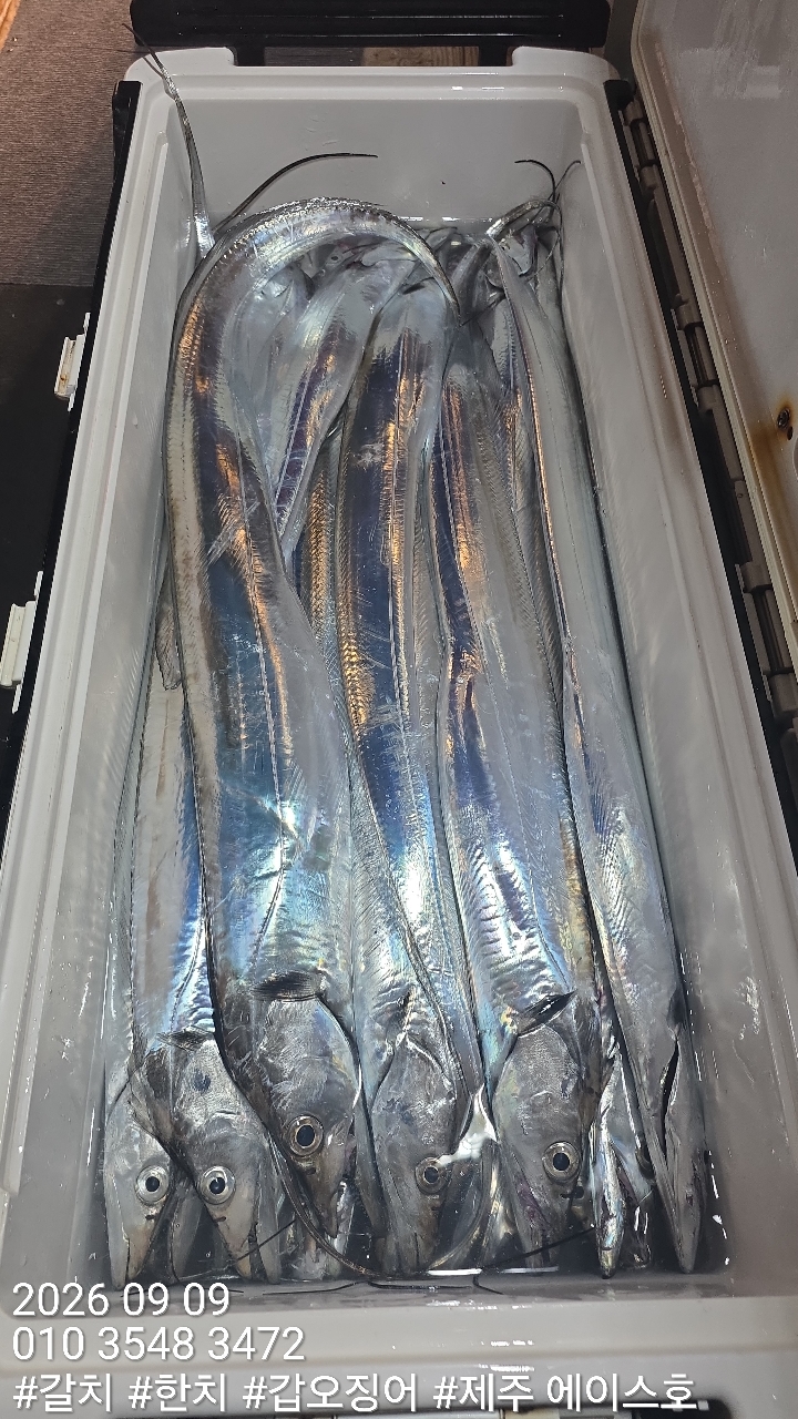 9월 9일 갈치 선상낚시 조황 현장 사진 9