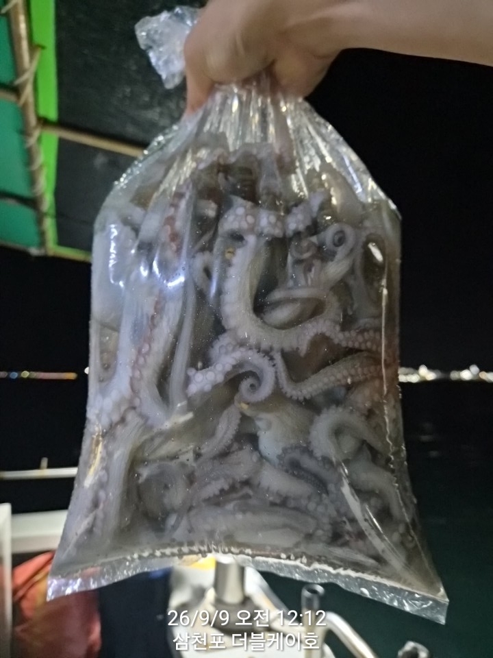 9월 8일 삼천포 문어 선상낚시 조황 현장 사진 1
