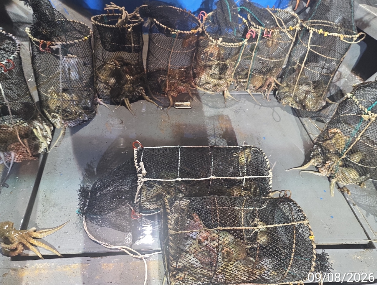 9월 9일 남해 문어 선상낚시 조황 현장 사진 13