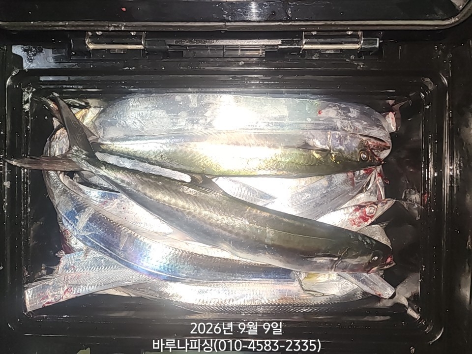 9월 8일 갈치 선상낚시 조황 현장 사진 5
