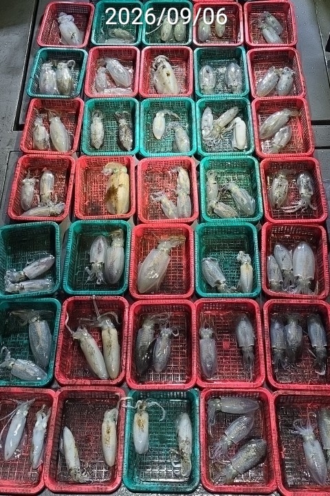 9월 9일 진해 무늬오징어 선상낚시 조황 현장 사진 4