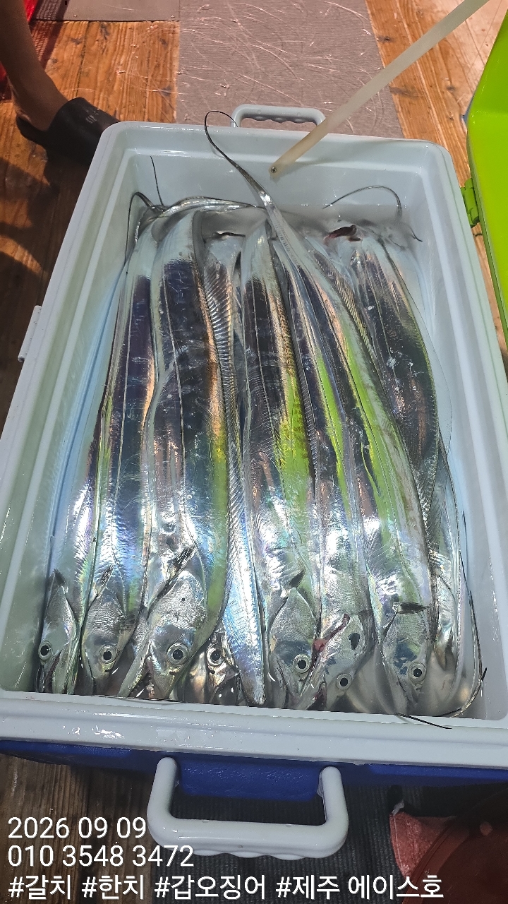 9월 9일 갈치 선상낚시 조황 현장 사진 11