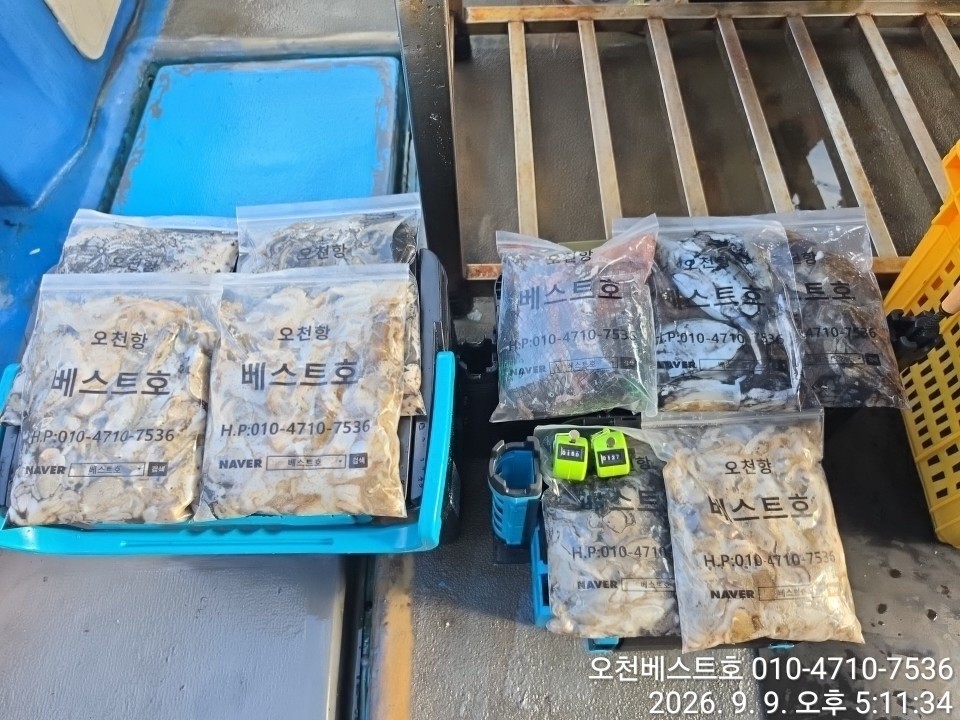 9월 9일 갑오징어 선상낚시 조황 현장 사진 4