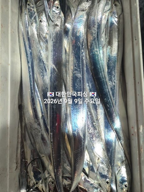 9월 9일 선상낚시 조황 현장 사진 8