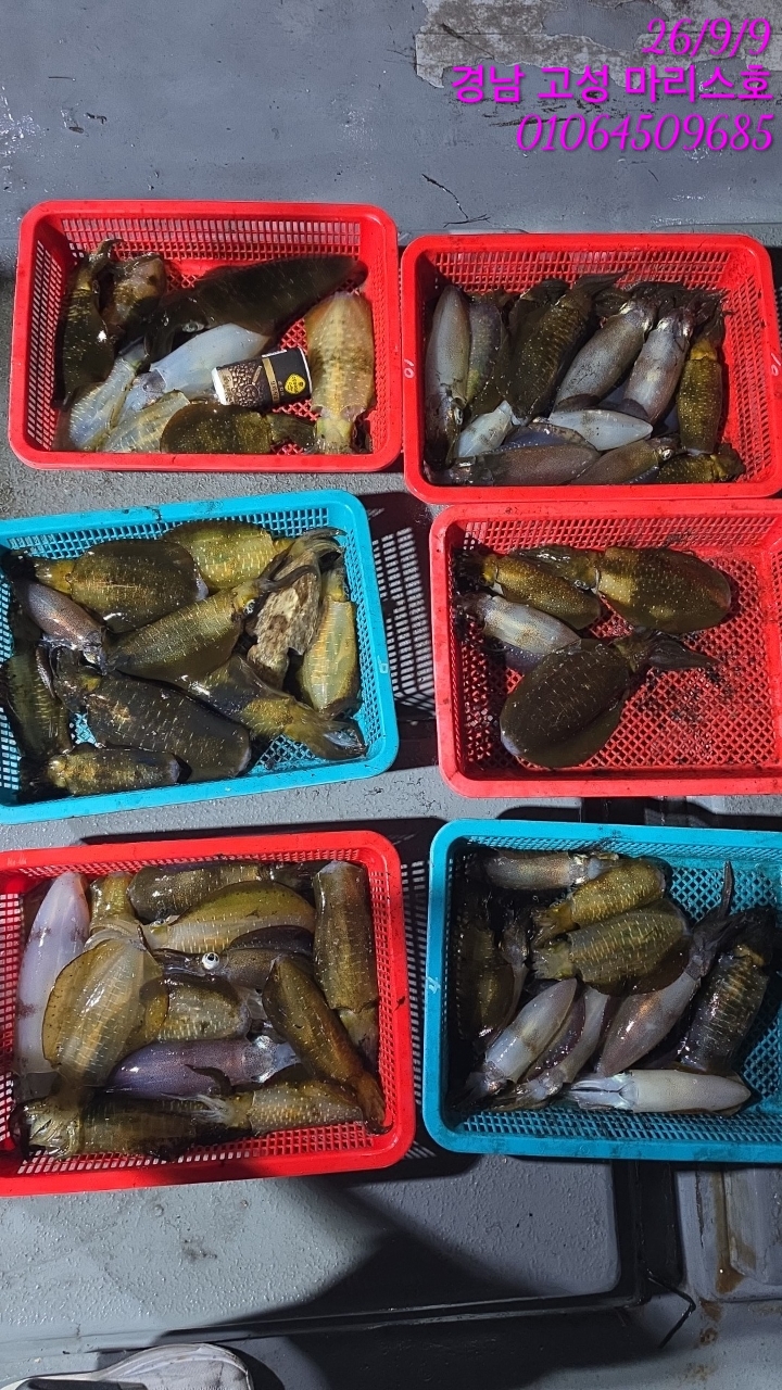 9월 9일 무늬오징어 선상낚시 조황 현장 사진 4