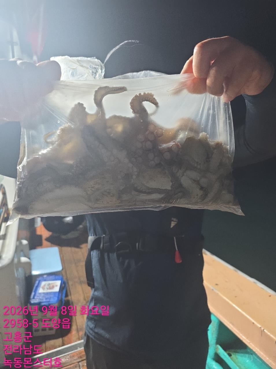 9월 8일 통영 갑오징어 선상낚시 조황 현장 사진 6