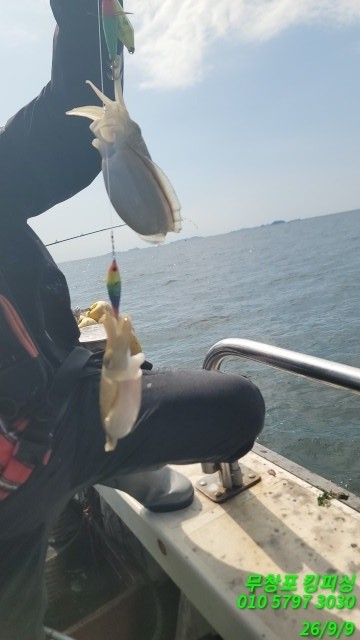 9월 9일 갑오징어 선상낚시 조황 현장 사진 9