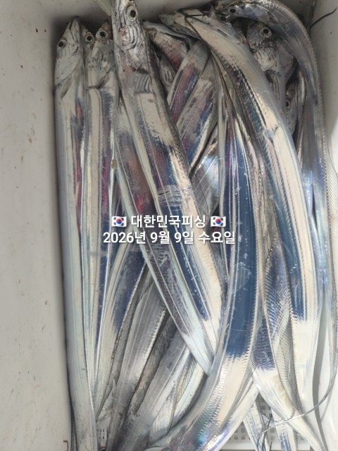 9월 9일 선상낚시 조황 현장 사진 11