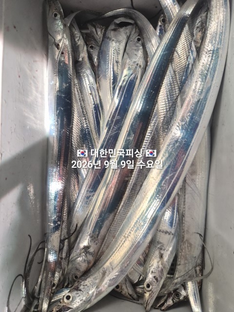 9월 9일 선상낚시 조황 현장 사진 13