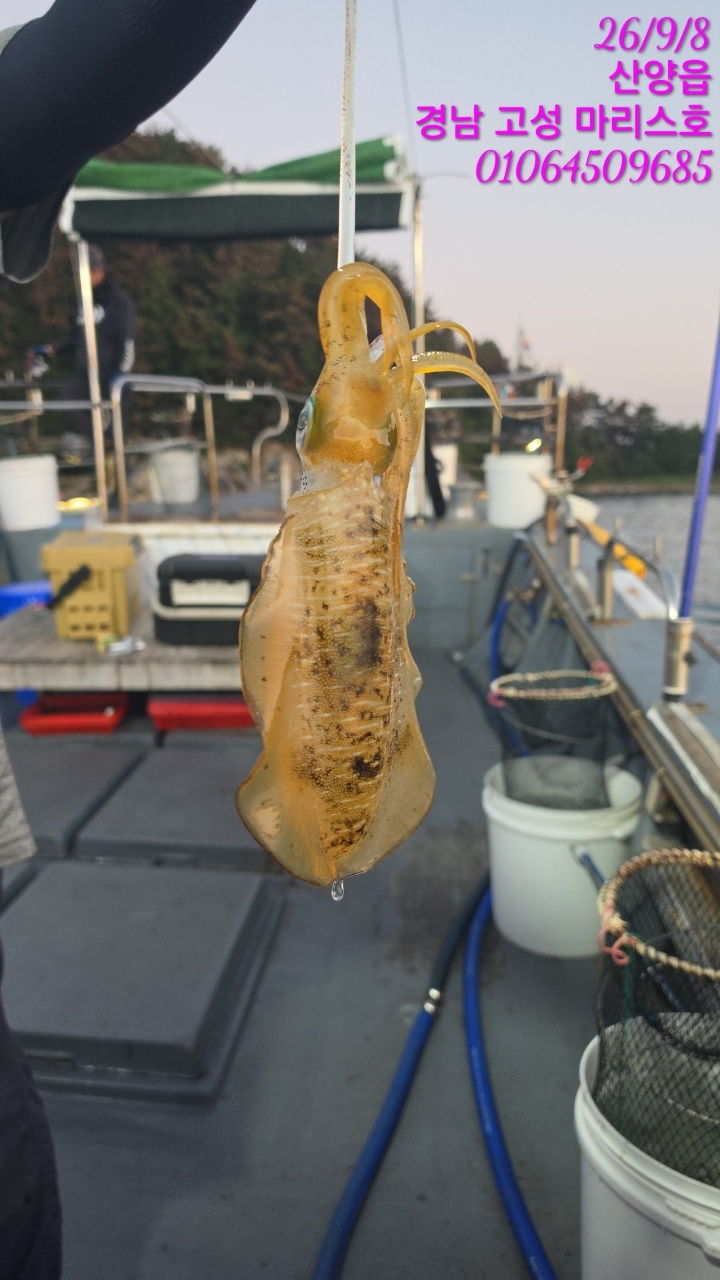 9월 9일 무늬오징어 선상낚시 조황 현장 사진 2