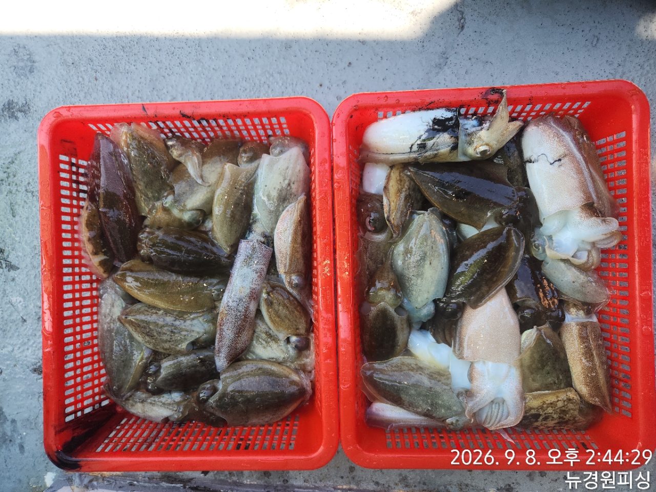 9월 9일 삼천포 갑오징어 선상낚시 조황 현장 사진 3