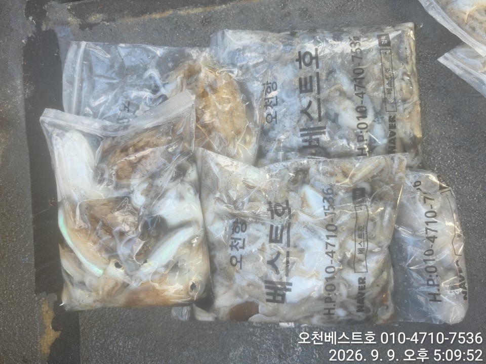 9월 9일 갑오징어 선상낚시 조황 현장 사진 8