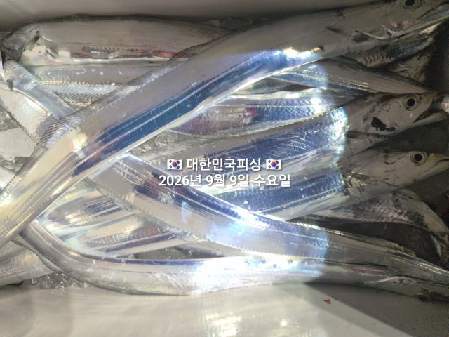 9월 9일 선상낚시 조황 현장 사진 14
