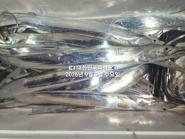 9월 9일 선상낚시 조황 현장 사진 10