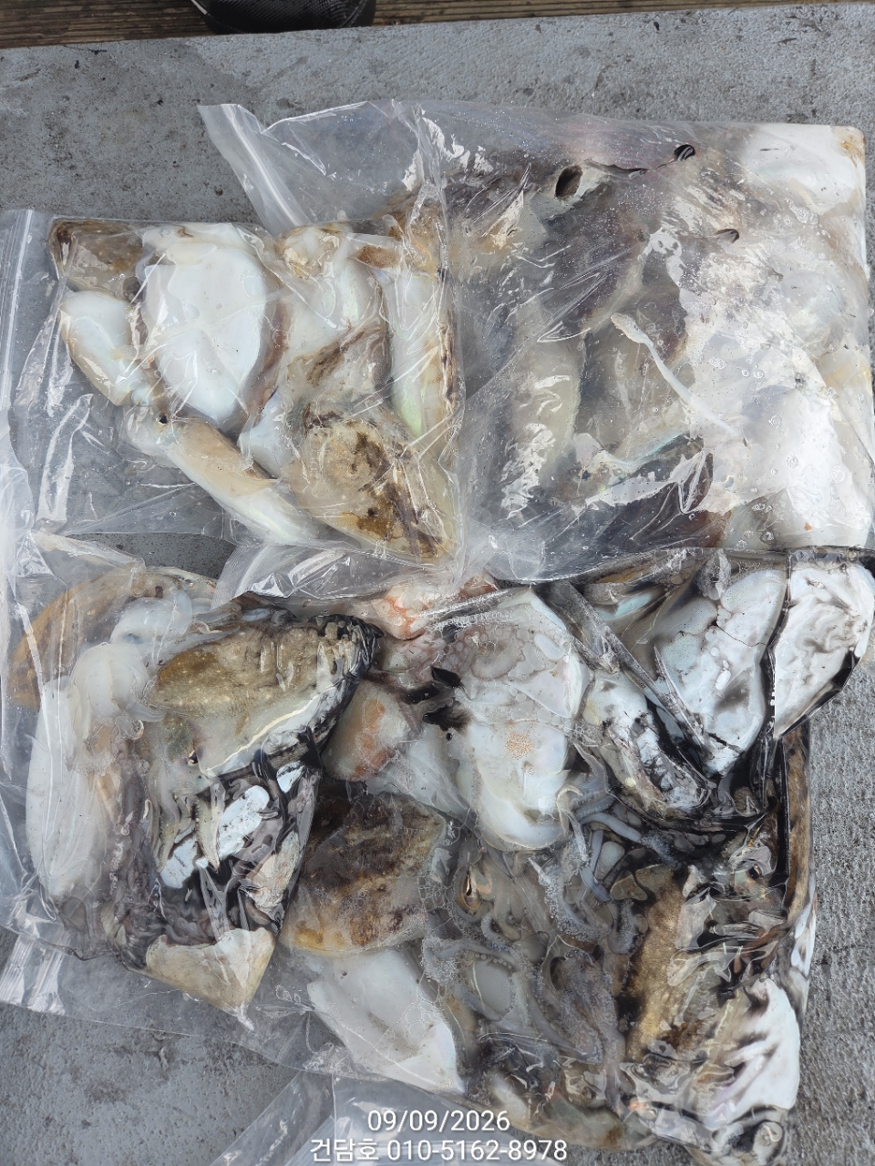 9월 9일 삼천포 갑오징어 선상낚시 조황 현장 사진 7