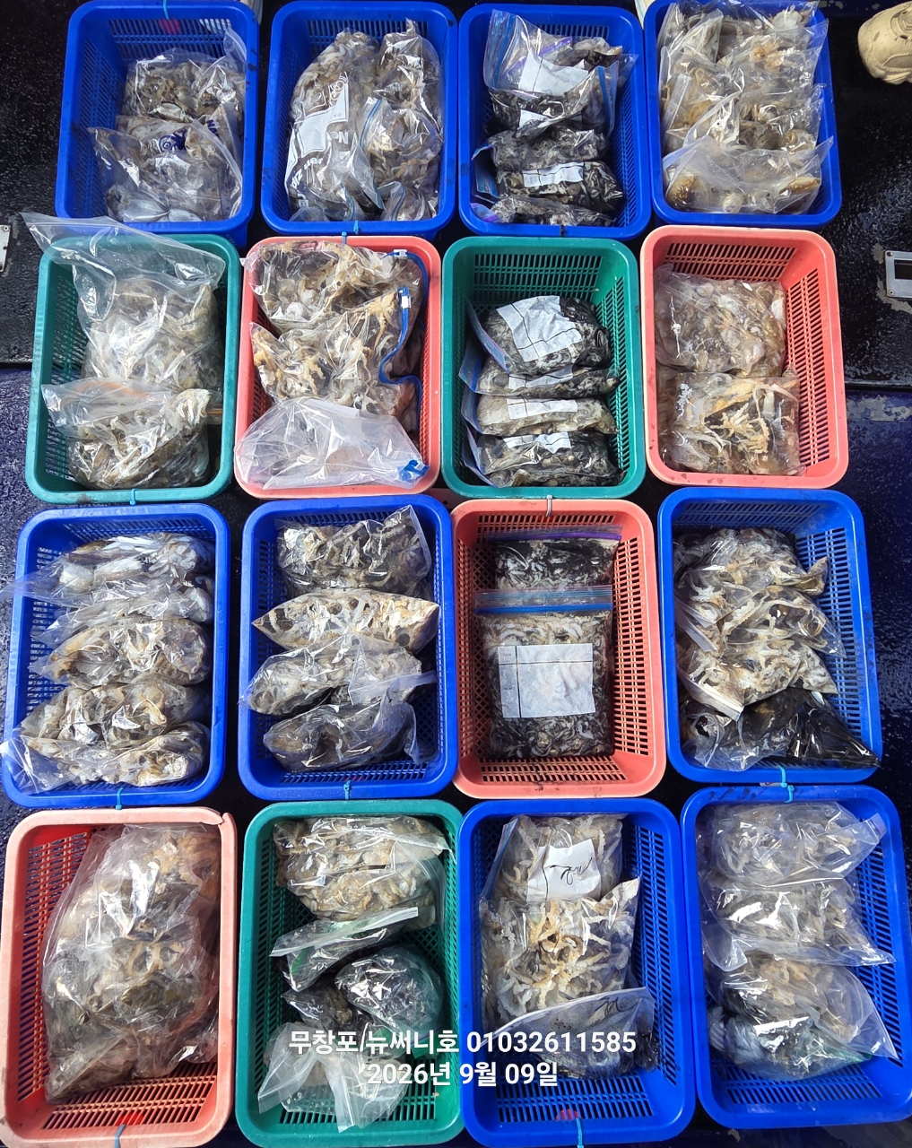 9월 9일 포항 갑오징어 선상낚시 조황 현장 사진 1