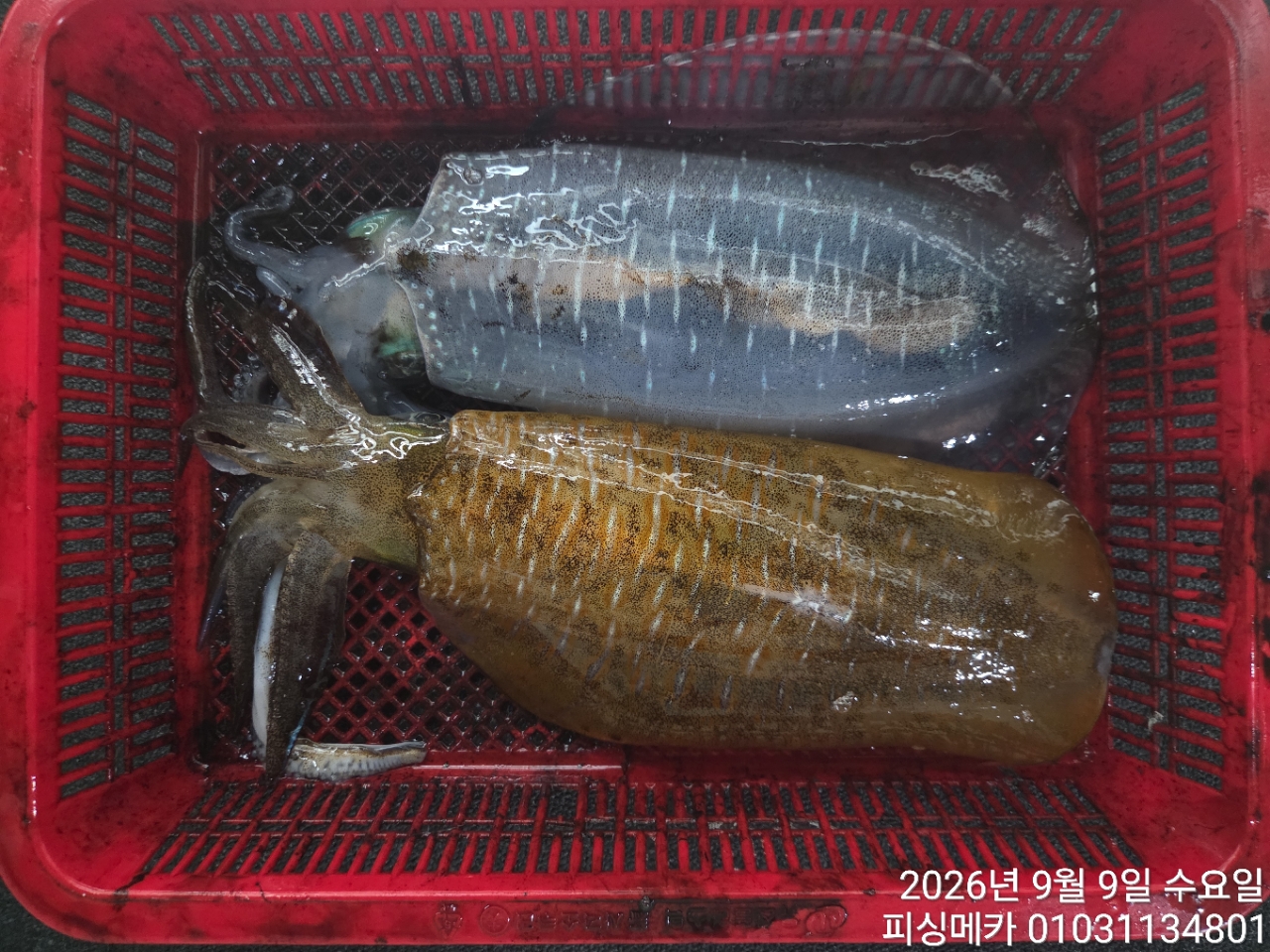 9월 9일 여수 무늬오징어 선상낚시 조황 현장 사진 4