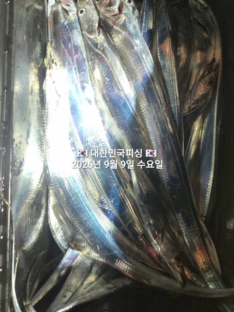 9월 9일 선상낚시 조황 현장 사진 12
