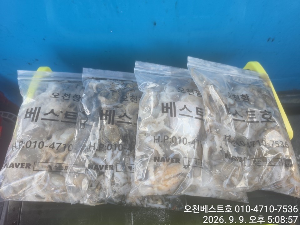 9월 9일 갑오징어 선상낚시 조황 현장 사진 10