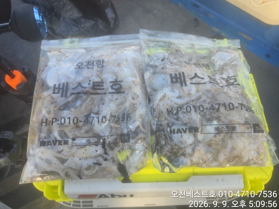 9월 9일 갑오징어 선상낚시 조황 현장 사진 9