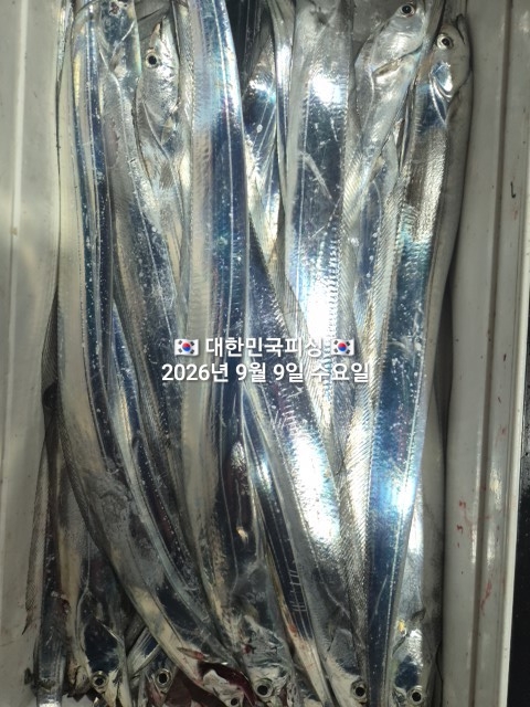 9월 9일 선상낚시 조황 현장 사진 6