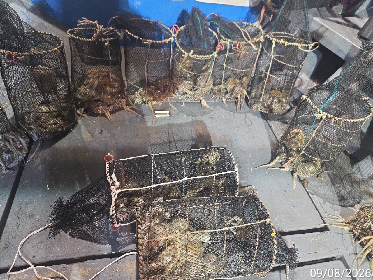 9월 9일 남해 문어 선상낚시 조황 현장 사진 6