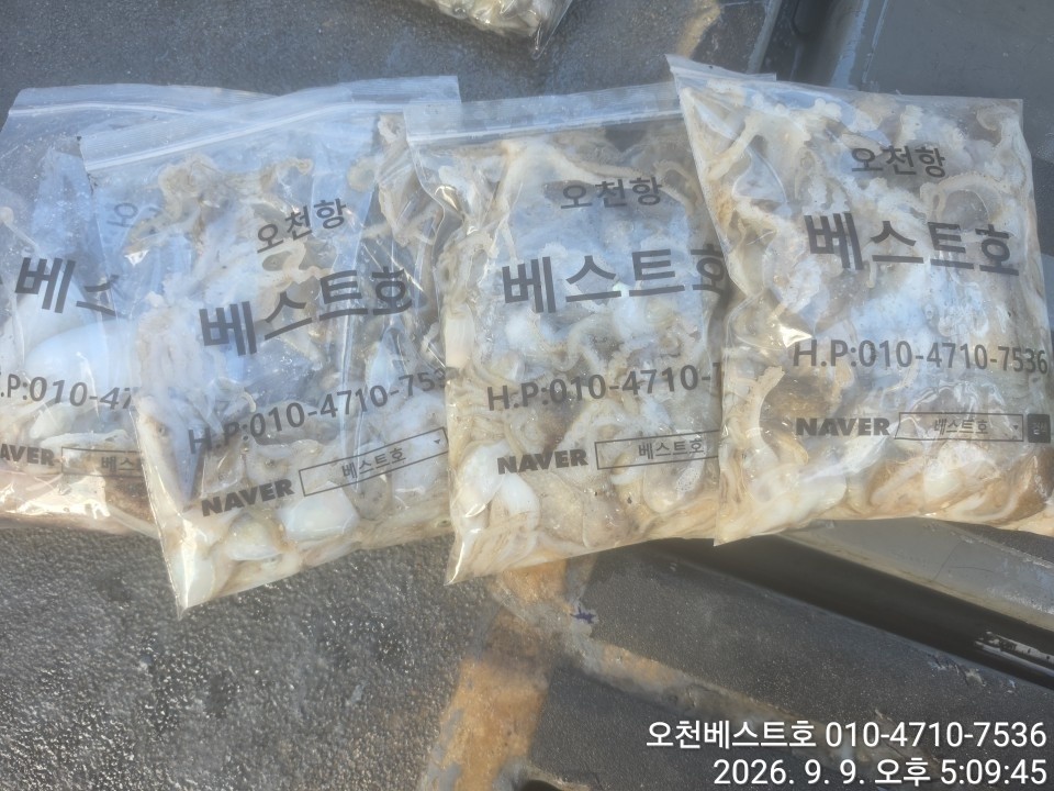 9월 9일 갑오징어 선상낚시 조황 현장 사진 13