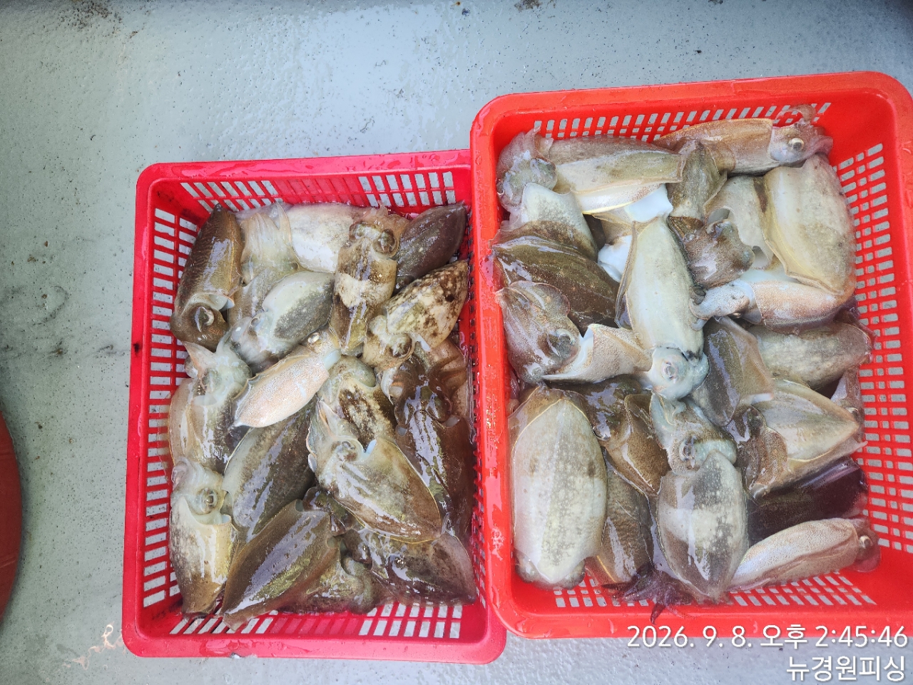 9월 9일 삼천포 갑오징어 선상낚시 조황 현장 사진 2