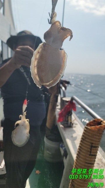 9월 9일 갑오징어 선상낚시 조황 현장 사진 8