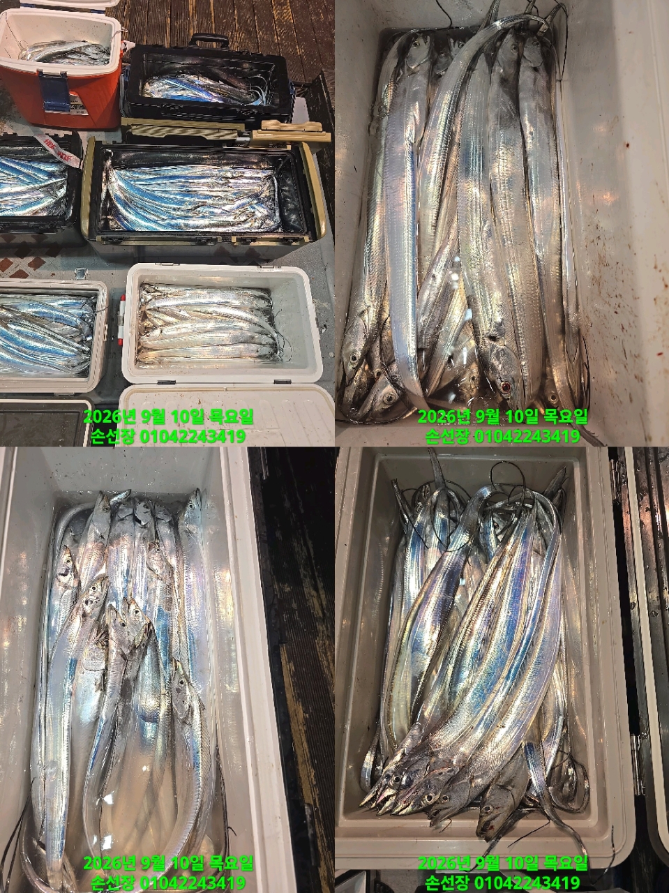 9월 10일 마산 갈치 선상낚시 조황 현장 사진 6