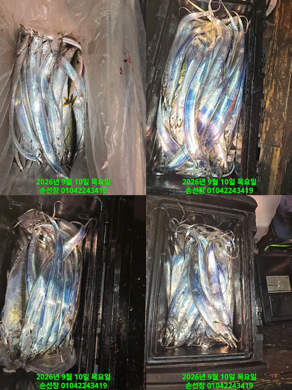 9월 10일 마산 갈치 선상낚시 조황 현장 사진 9