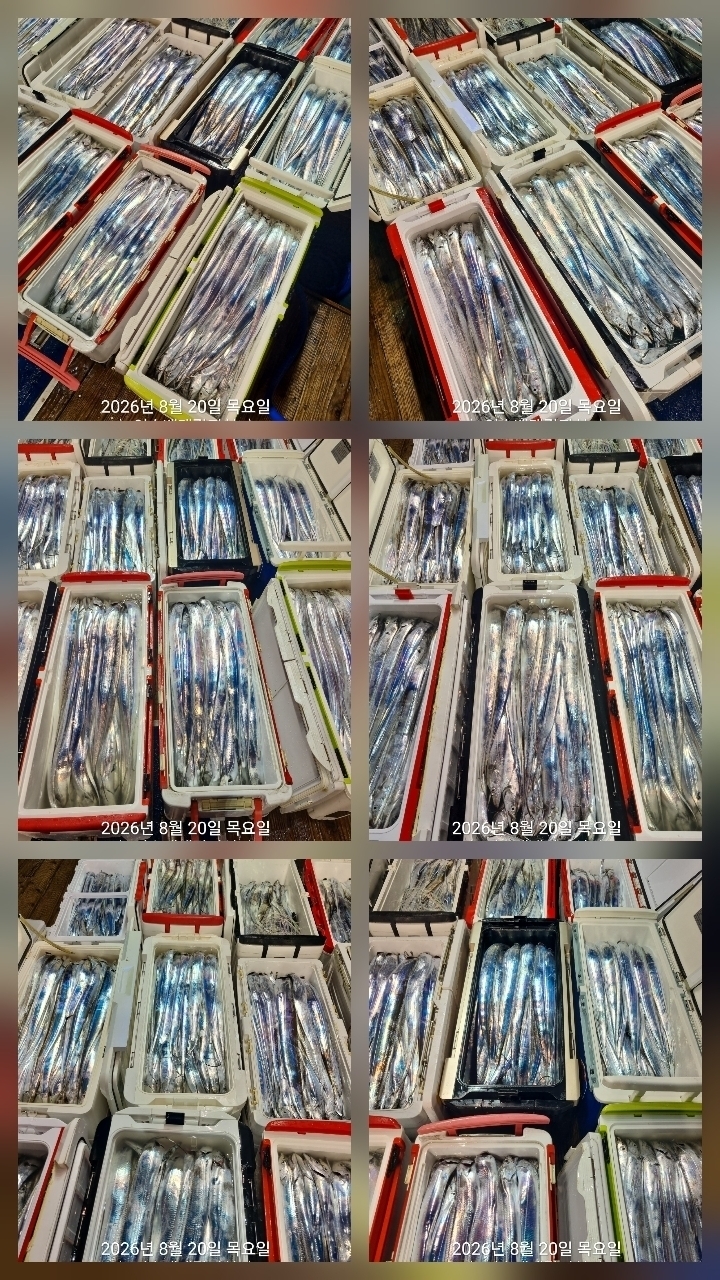 9월 10일 여수 갈치 선상낚시 조황 현장 사진 4
