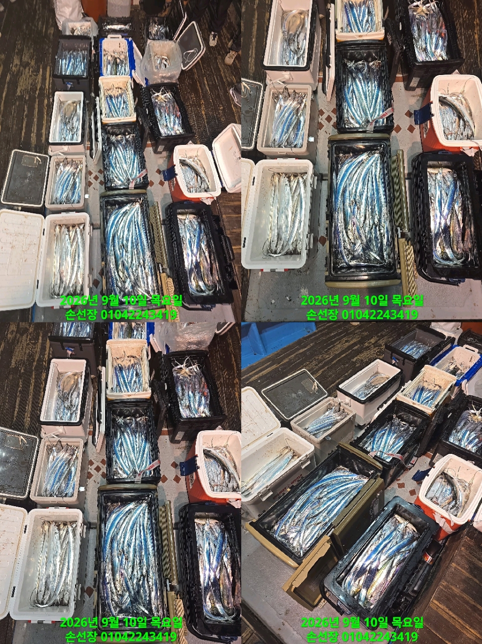 9월 10일 마산 갈치 선상낚시 조황 현장 사진 4