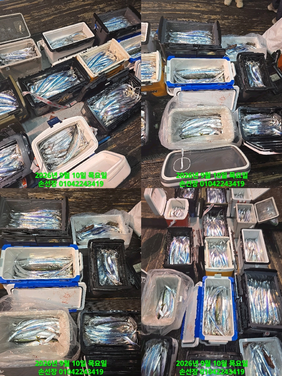 9월 10일 마산 갈치 선상낚시 조황 현장 사진 5