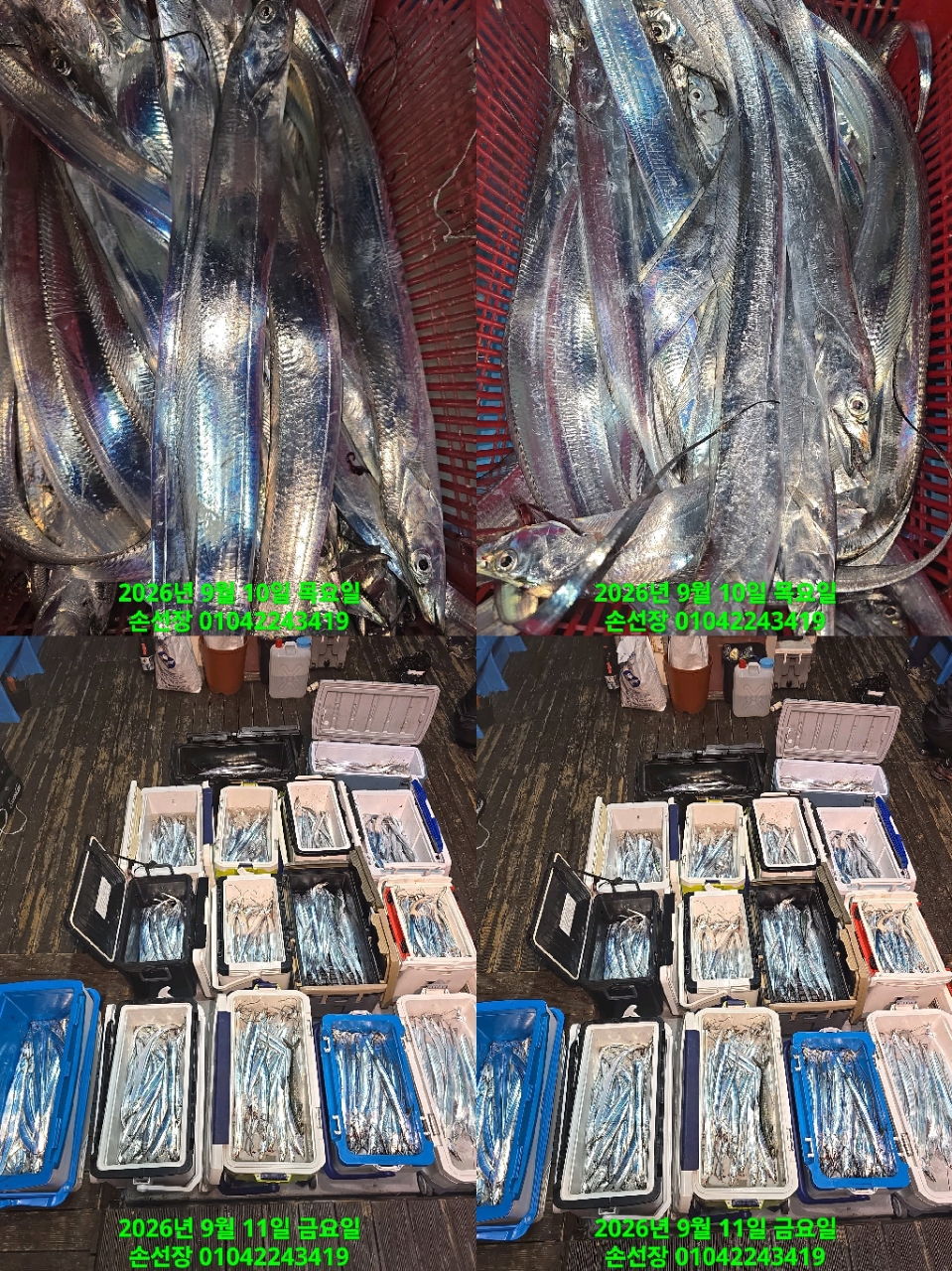 9월 11일 마산 갈치 선상낚시 조황 현장 사진 4