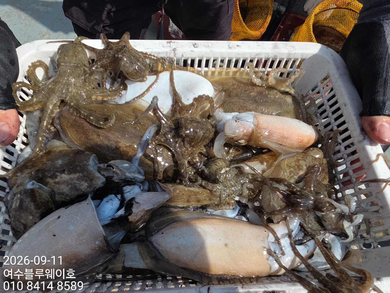 9월 11일 여수 갑오징어 선상낚시 조황 현장 사진 4
