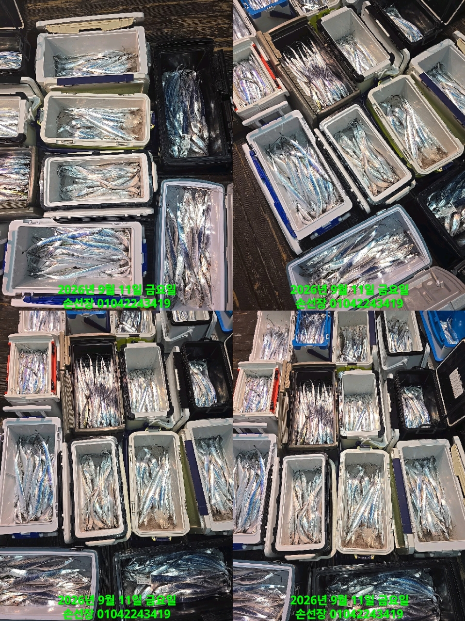 9월 11일 마산 갈치 선상낚시 조황 현장 사진 7